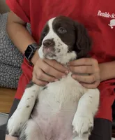 Angel. , a female English Springer Spaniel for sale in Minneapolis, MN – 8 of 8