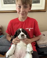 Angel. , a female English Springer Spaniel for sale in Minneapolis, MN – 5 of 8
