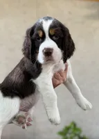 Hugo, a male English Springer Spaniel for sale in Minneapolis, MN – 9 of 9