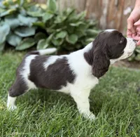 Tilly, a female English Springer Spaniel for sale in Minneapolis, MN – 3 of 9