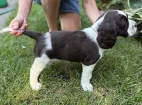 Annie, a female English Springer Spaniel for sale in Minneapolis, MN – 10 of 10