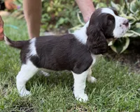 Annie, a female English Springer Spaniel for sale in Minneapolis, MN – 8 of 10