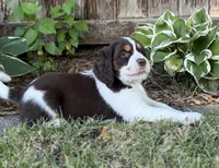 Tess , a female English Springer Spaniel for sale in Minneapolis, MN – 4 of 4