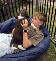 Angel. , a female English Springer Spaniel for sale in Minneapolis, MN – 4 of 8