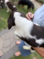 Tilly, a female English Springer Spaniel for sale in Minneapolis, MN – 8 of 9