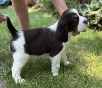 Hugo, a male English Springer Spaniel for sale in Minneapolis, MN – 7 of 9