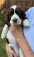 Tilly, a female English Springer Spaniel for sale in Minneapolis, MN – 6 of 9