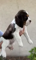 Hugo, a male English Springer Spaniel for sale in Minneapolis, MN – 2 of 9