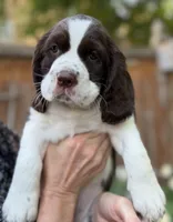 Annie, a female English Springer Spaniel for sale in Minneapolis, MN – 2 of 10