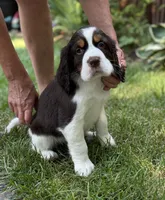 Hugo, a male English Springer Spaniel for sale in Minneapolis, MN – 5 of 9