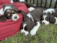 Angel. , a female English Springer Spaniel for sale in Minneapolis, MN – 3 of 8