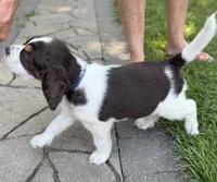 Tess , a female English Springer Spaniel for sale in Minneapolis, MN – 3 of 4