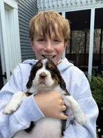 Tess , a female English Springer Spaniel for sale in Minneapolis, MN – 2 of 4