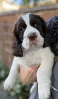 Annie, a female English Springer Spaniel for sale in Minneapolis, MN – 3 of 10