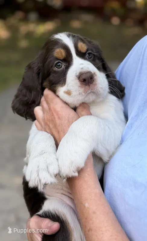 Tess  – English Springer Spaniel puppy for sale in Minneapolis, MN