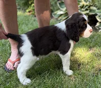Hugo, a male English Springer Spaniel for sale in Minneapolis, MN – 4 of 9
