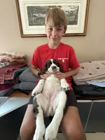 Angel. , a female English Springer Spaniel for sale in Minneapolis, MN – 2 of 8