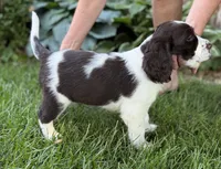 Tilly, a female English Springer Spaniel for sale in Minneapolis, MN – 4 of 9