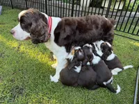 Annie, a female English Springer Spaniel for sale in Minneapolis, MN – 6 of 10