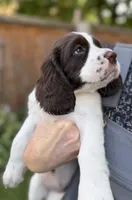 Annie, a female English Springer Spaniel for sale in Minneapolis, MN – 4 of 10