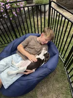 Tilly, a female English Springer Spaniel for sale in Minneapolis, MN – 7 of 9