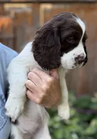 Tilly, a female English Springer Spaniel for sale in Minneapolis, MN – 5 of 9
