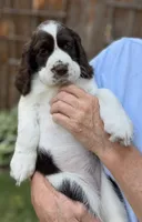 Tilly, a female English Springer Spaniel for sale in Minneapolis, MN – 2 of 9