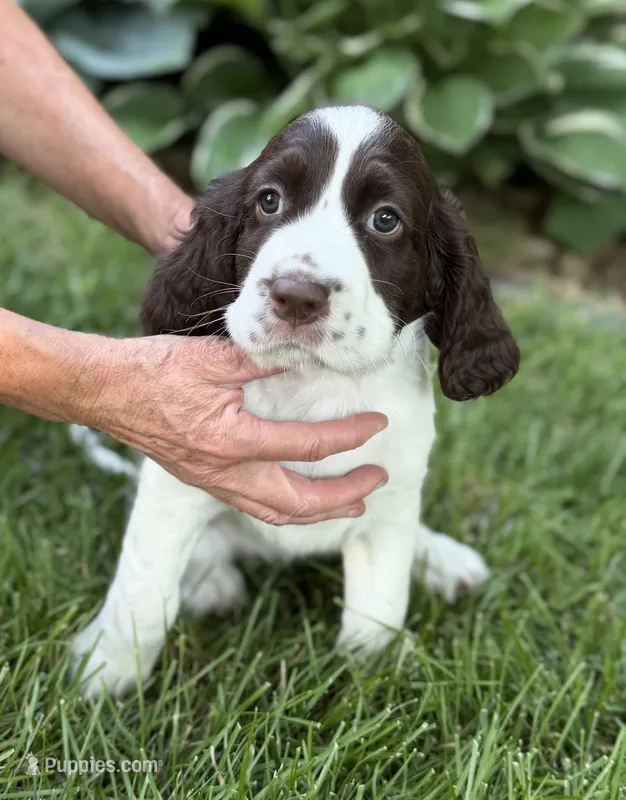 Tilly – English Springer Spaniel puppy for sale in Minneapolis, MN