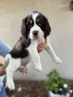 Hugo, a male English Springer Spaniel for sale in Minneapolis, MN – 6 of 9