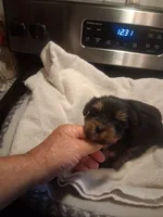 Elvis, a male Yorkshire Terrier for sale in Jasper, GA – 2 of 4