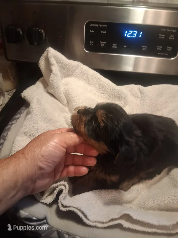 Elvis – Yorkshire Terrier puppy for sale in Jasper, GA