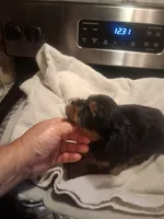 Elvis, a male Yorkshire Terrier for sale in Jasper, GA – 1 of 4