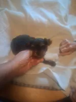 Bronson, a male Yorkshire Terrier for sale in Jasper, GA – 3 of 4