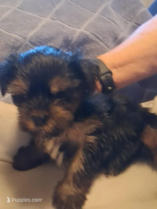 tiny man – Yorkshire Terrier puppy for sale in Jasper, GA