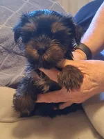 tiny man, a male Yorkshire Terrier for sale in Jasper, GA – Photo 2 of 4