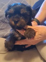 tiny man, a male Yorkshire Terrier for sale in Jasper, GA – Photo 4 of 4