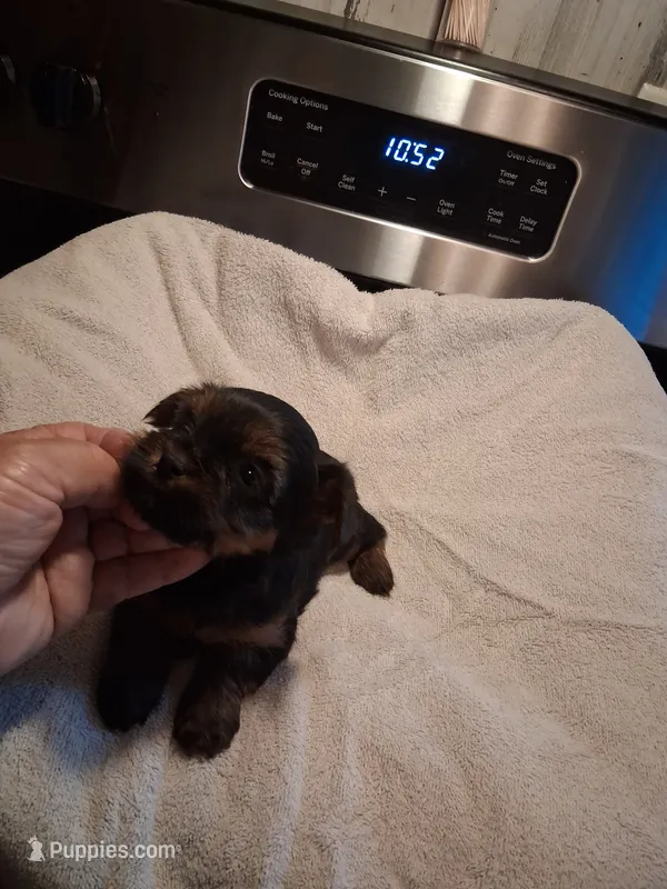 LIV – Yorkshire Terrier puppy for sale in Jasper, GA
