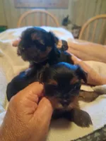 Bronson, a male Yorkshire Terrier for sale in Jasper, GA – 4 of 4