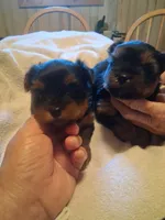 ROXX ANN, a male Yorkshire Terrier for sale in Jasper, GA – 2 of 4