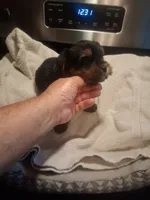 Elvis, a male Yorkshire Terrier for sale in Jasper, GA – 4 of 4