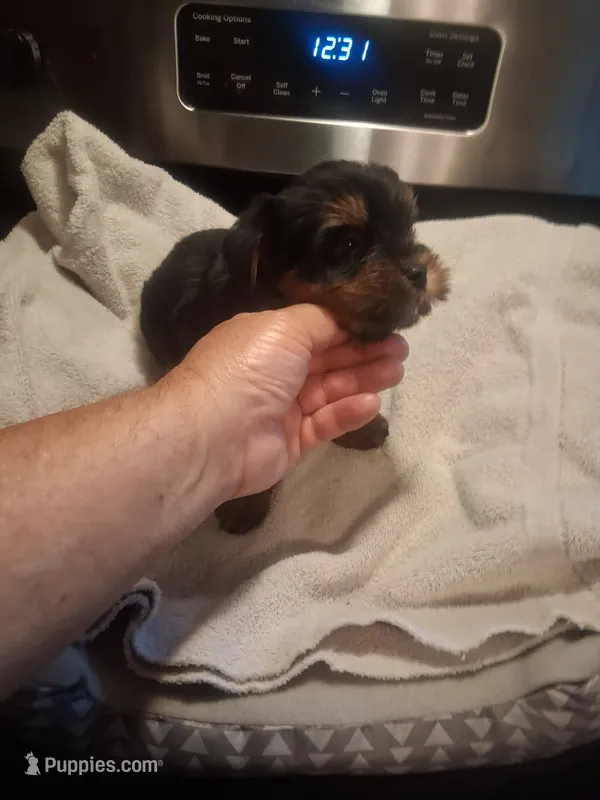 Chelsy – Yorkshire Terrier puppy for sale in Jasper, GA