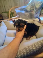 ROXX ANN, a female Yorkshire Terrier for sale in Jasper, GA – Photo 3 of 3