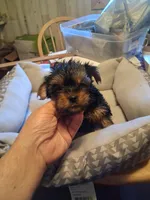 ROXX ANN, a female Yorkshire Terrier for sale in Jasper, GA – Photo 2 of 3
