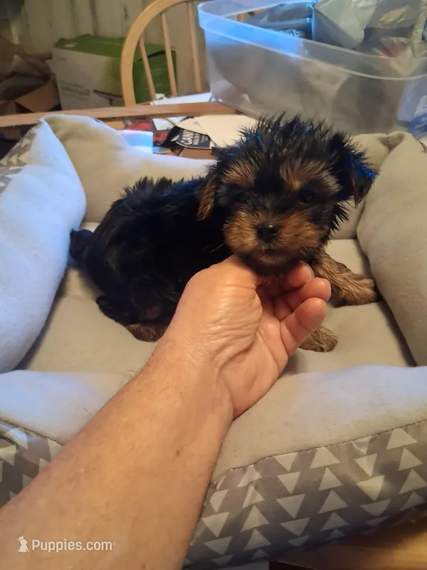 ROXX ANN – Yorkshire Terrier puppy for sale in Jasper, GA