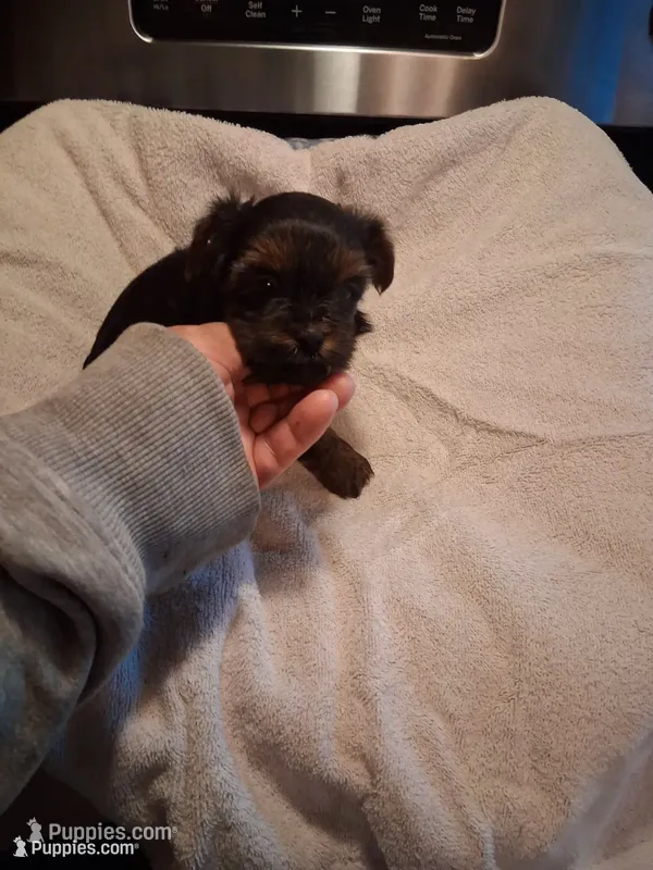 BROK – Yorkshire Terrier puppy for sale in Jasper, GA