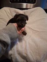 BRON, a female Yorkshire Terrier for sale in Jasper, GA – 1 of 2