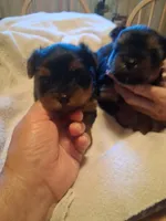 Bronson, a male Yorkshire Terrier for sale in Jasper, GA – 2 of 4