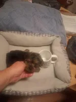 tiny Tim, a male Yorkshire Terrier for sale in Jasper, GA – Photo 3 of 4