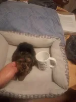 tiny Tim, a male Yorkshire Terrier for sale in Jasper, GA – Photo 4 of 4