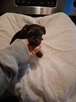 BRON, a female Yorkshire Terrier for sale in Jasper, GA – 2 of 2